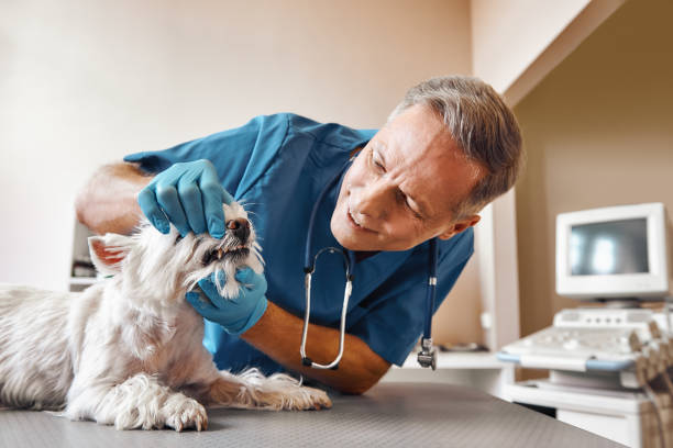 Best Emergency Dentist for Special Needs Patients in Lla Lla East, WA